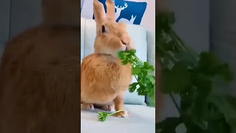 Bunny loves greenfinches