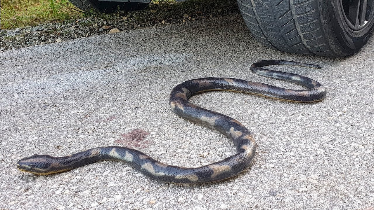 Crushing Crunchy & Soft Things by Car! EXPERIMENT CAR vs SNAKE toy