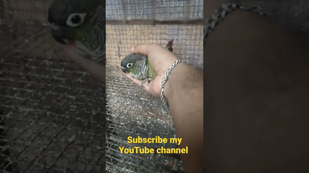 My Hand Tame Green Cheek Conure l #shorts l @BikisAviary