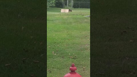 so many birds #shorts