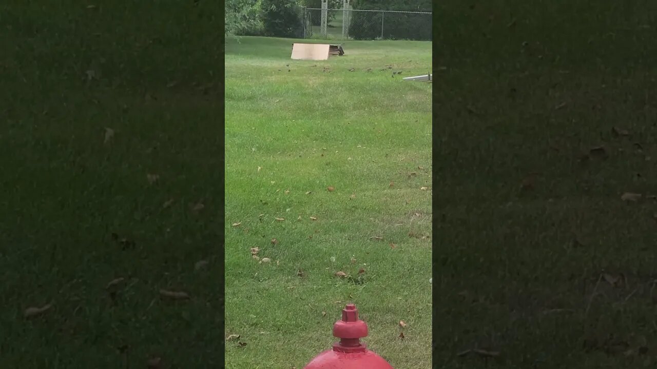 so many birds #shorts