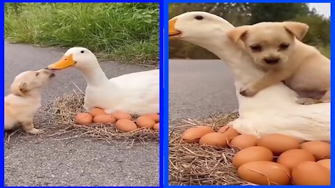 Dogs and ducks are playing in a funny way.
