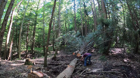 Felling Trees & Producing Lumber