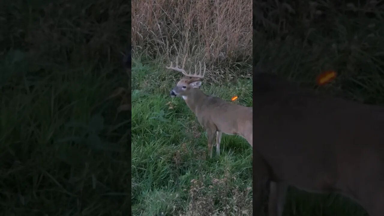 Waterworks with Justin #shorts #hunting #deerhunting #bowhunting