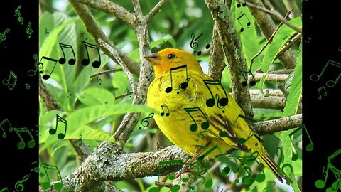 canto canário da terra verdadeiro