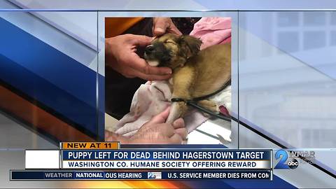 Dogs left for dead discovered in Baltimore and Washington County