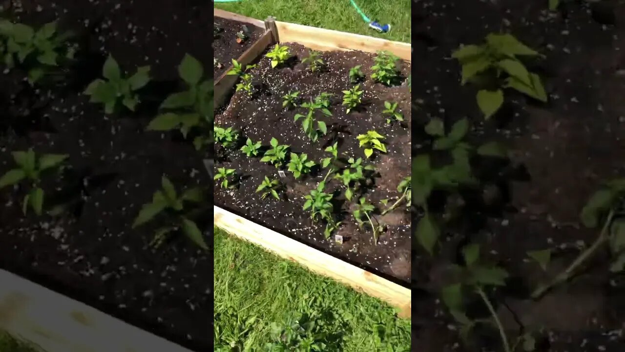 A butterfly in my herb garden!