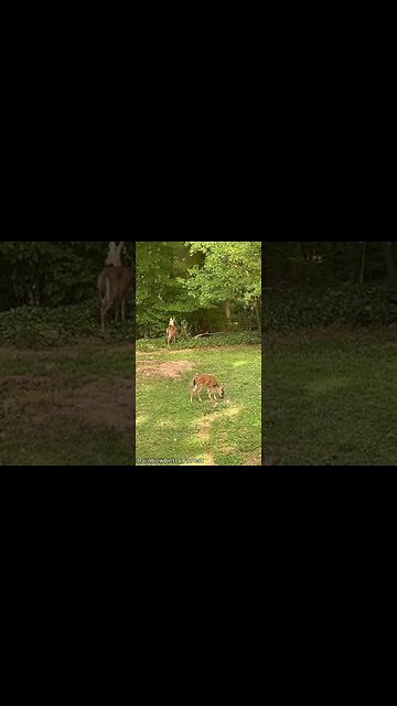 Two deer visited me #shorts