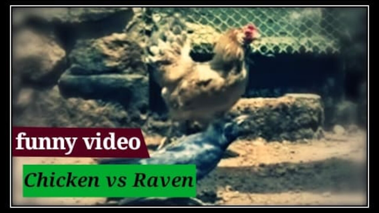 Chicken vs Raven