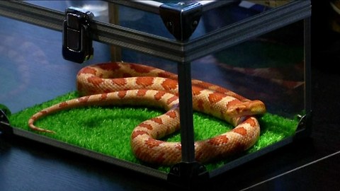 Japanese Snake Cafe