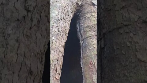Tree of life