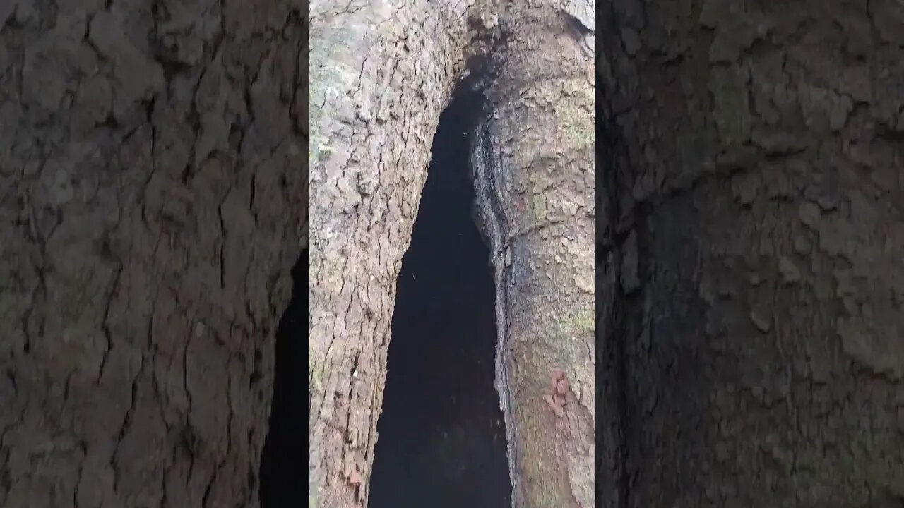 Tree of life