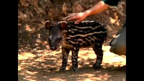 Safari Park Welcomes Newborn Baby Tapir