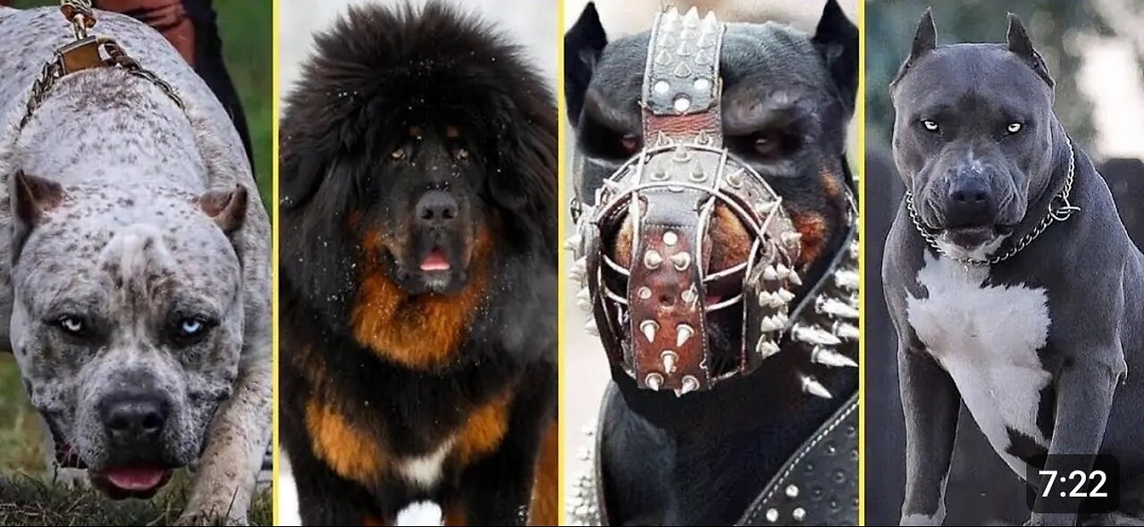 "Beware: The World's Most Dangerous Dog Breeds"