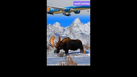 WORLD, S SAFEST AIRLINES //🛬😱😎🔥#shorts