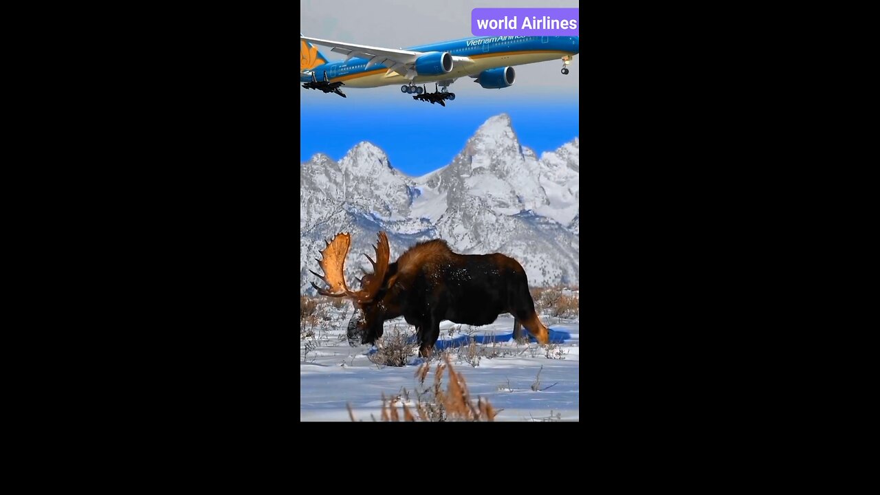 WORLD, S SAFEST AIRLINES //🛬😱😎🔥#shorts