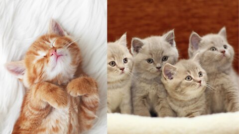 So Cute Cats ♥ Best Funny Cat Videos 🤣🤣 try not to laugh🤣🤣Cute and Funny Cat