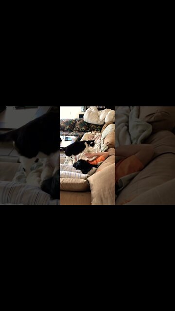 Shop cat Chronicles – More proof that Shop cat is just a dirty stinking traitor #shorts #shopcat ￼