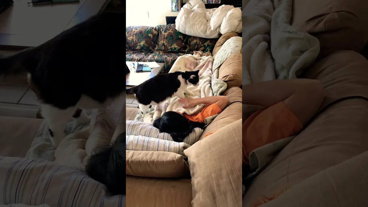 Shop cat Chronicles – More proof that Shop cat is just a dirty stinking traitor #shorts #shopcat ￼