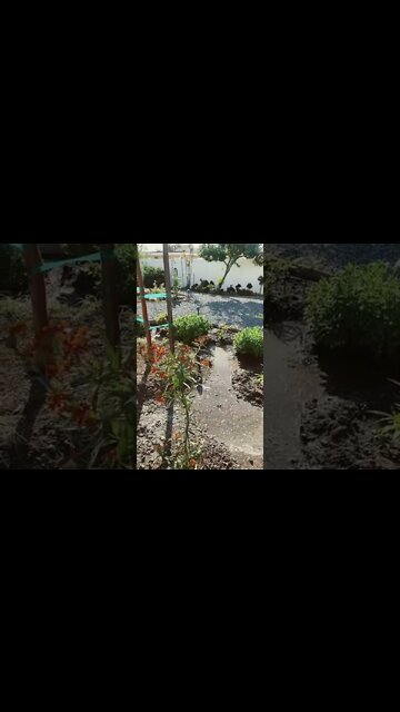 Butterfly plant and yes they absolutely love it￼! 🧈 ✈️ ￼