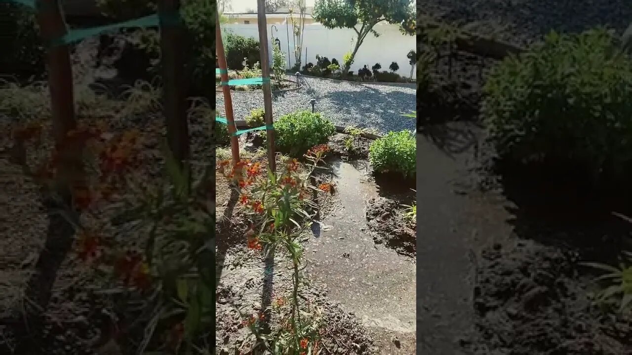 Butterfly plant and yes they absolutely love it! 🧈 ✈️ 
