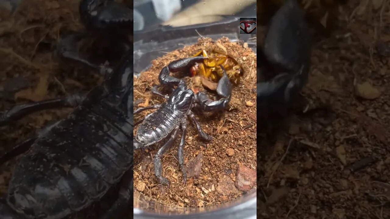 Heterometrus Scorpion Eating #shorts #animals #eating