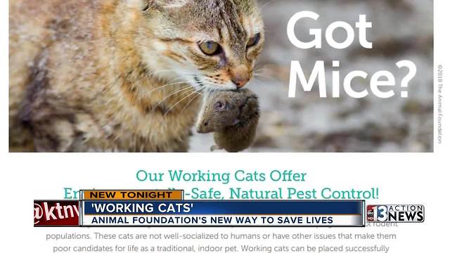 'Working cats' are free to adopt and get rid of pests