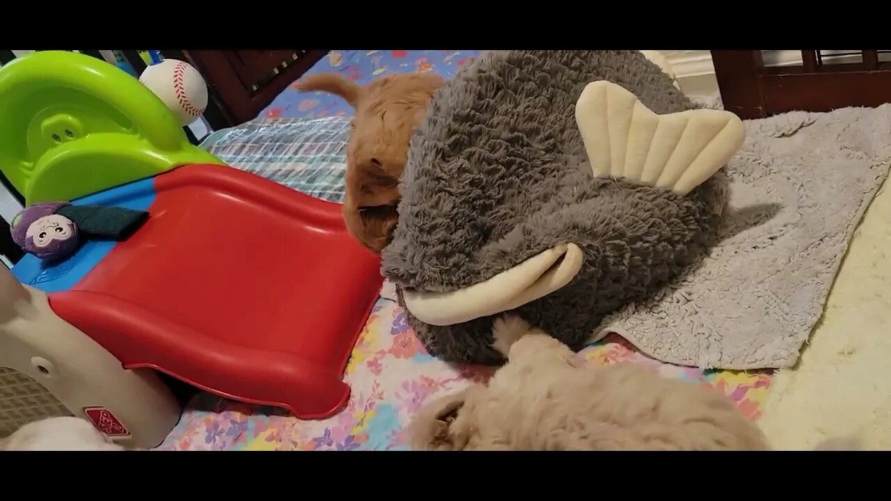 W Litter - 6 wks & a day (1)