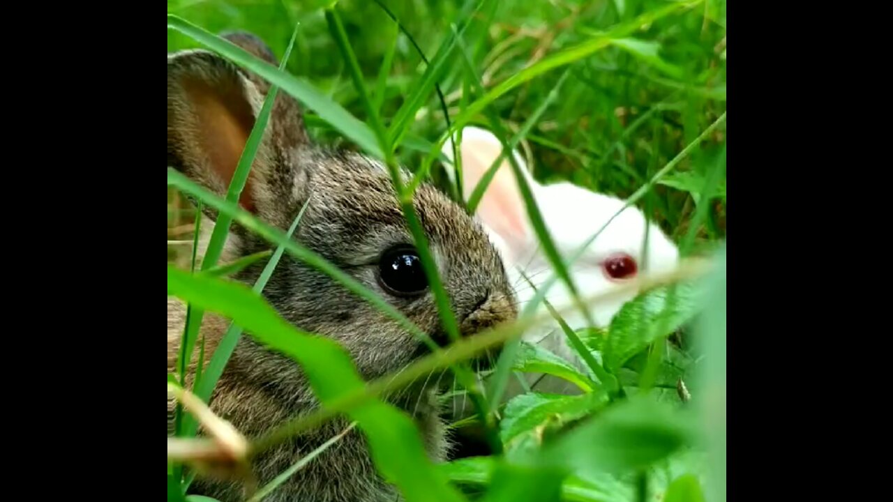 Cute rabbits and relaxing days