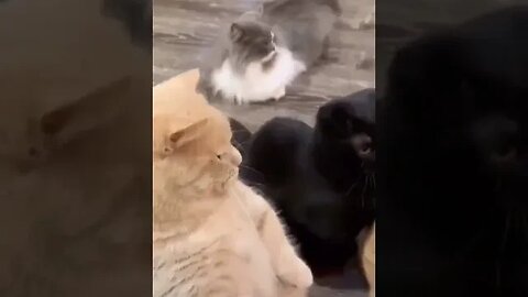 CAT VIDEO