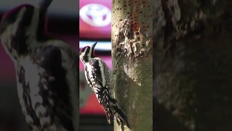 Sapsucker