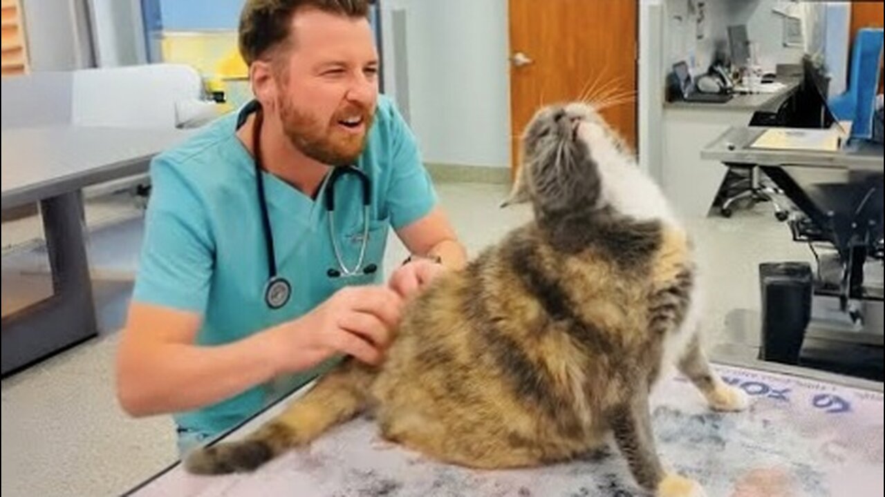 When your Cat thinks the Vet is a Day Spa!