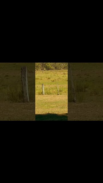 El patio de la casa de mi prima, es como vivir en el campo #tacuarembó #uruguay (17/01/2023)