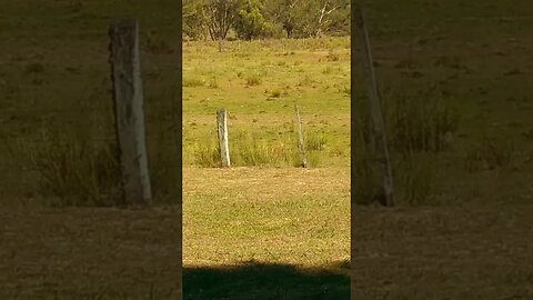 El patio de la casa de mi prima, es como vivir en el campo #tacuarembó #uruguay (17/01/2023)