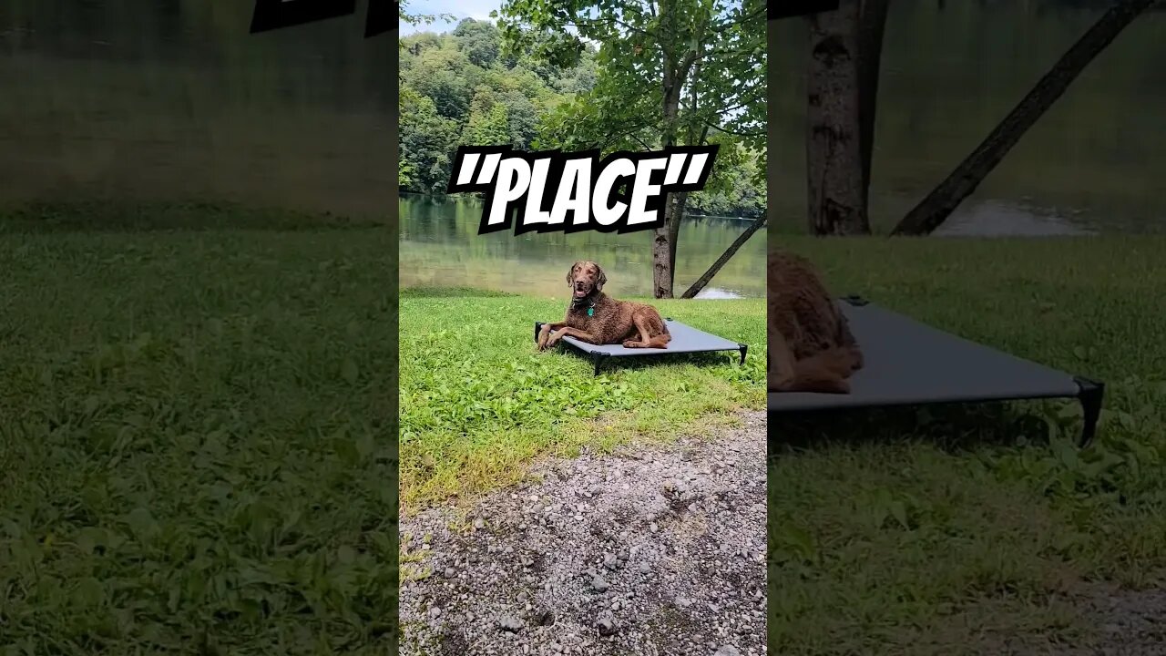 Learning "place" and having fun 😀 #chesapeakebayretriever #obediencedogtraining