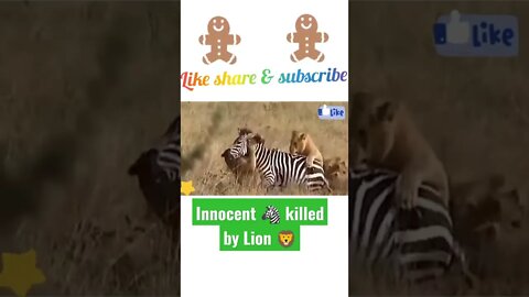 innocent zebra killed by lion £ #shorts #youtubeshorts