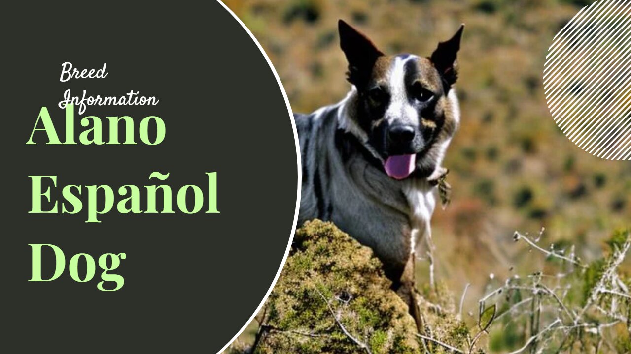 Unleashing the Power of Alano Español Dog Breed: History, Characteristics and Training Techniques