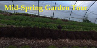 Mid-Spring Garden Tour