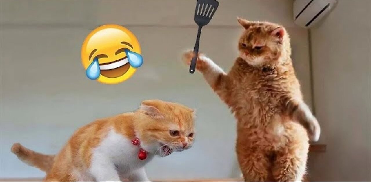 Cats funny video🤣🤣 | Hilarious cats moment | funny animal | try not to laugh 🤣🥱