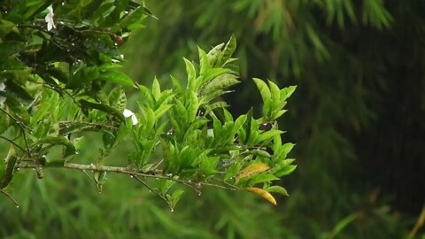 Amazon Rainforest Rain Sounds for Sleeping or Focus 🌧️ Ambience Rainstorm | 1 Hour