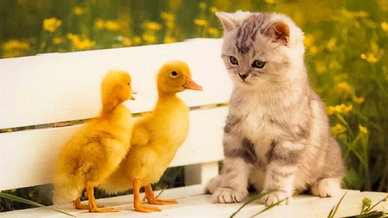 Two Ducks & A Cat • (5/29/22)