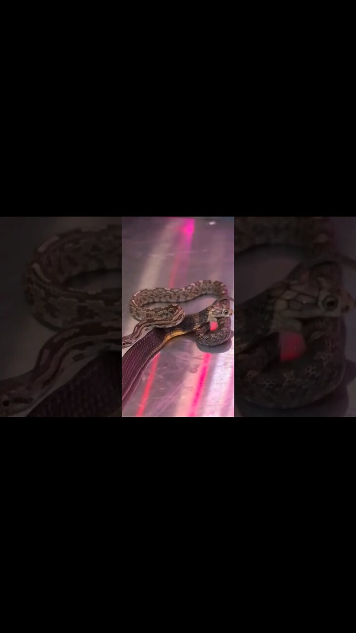 Image showcasing guy feeding A king cobra!!(Subscribe)🐍😱😱 #shorts #animals #reptiles # ...