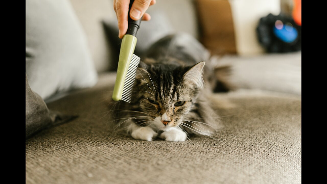 Cat getting hair done by an amazing hair stylist