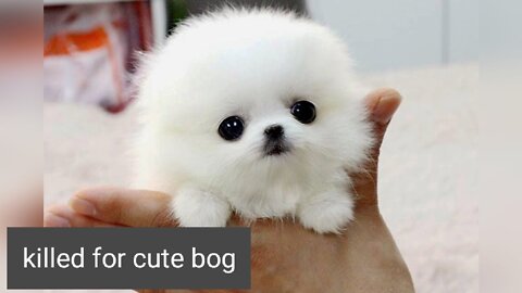 Killed for cute bog