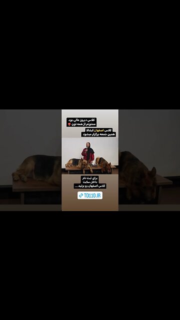 آموزش سگ تربیت سگ آموزش تربیت سگ انواع سگ آموزش سگ گارد سگ نگهبان آموزش سگ تیدا خانم تیدا سگ تیدا سگ