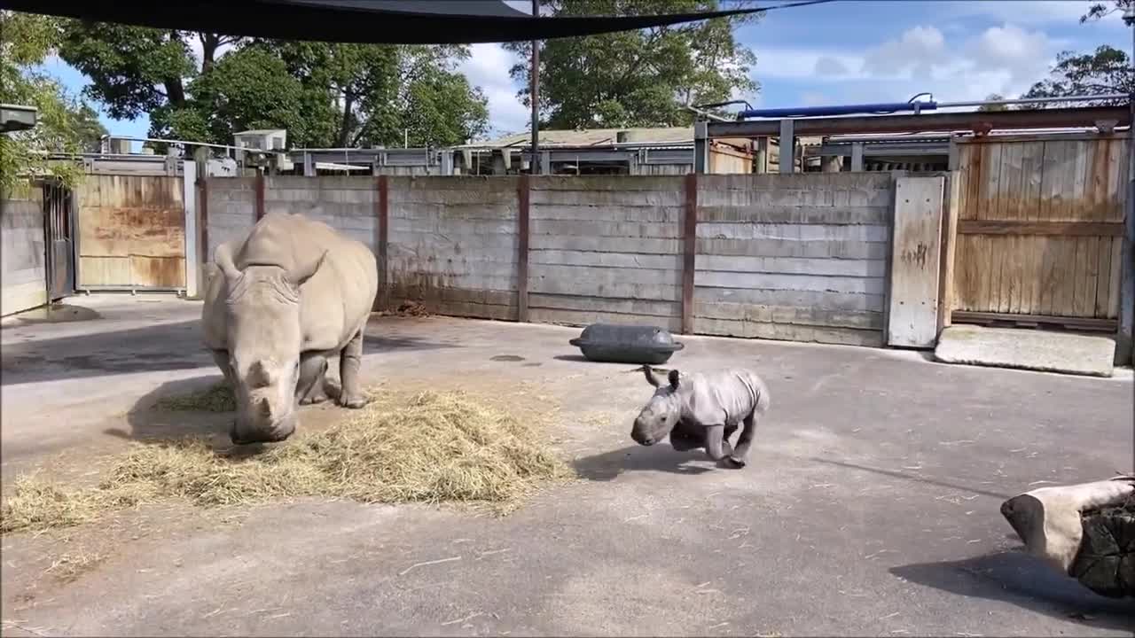 Rhino calf gets the zoomies, runs circles around mom