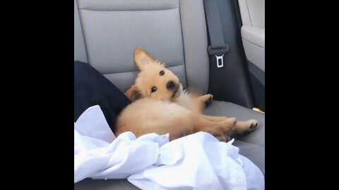 Puppy playing with his tail in the car