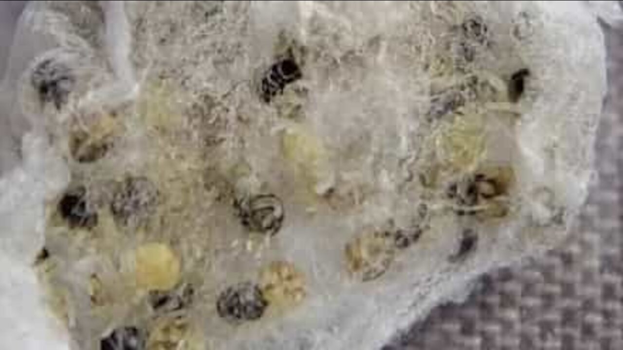 Veja bem de perto uma arrepiante ninhada de aranhas-saltadoras