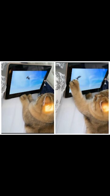 Beautiful cat wanaa catch the bird from tablet