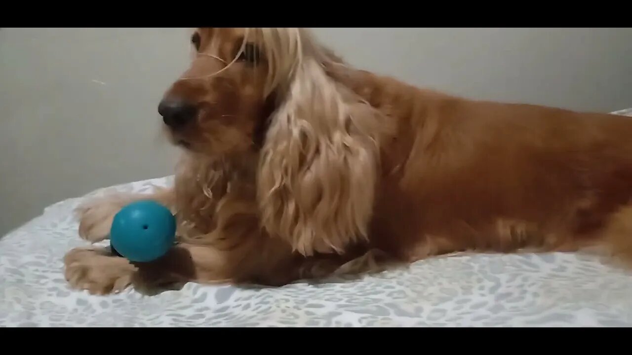 #dogshow , #animals , #dogs